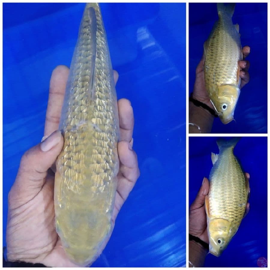 modorigoi ginrin punuk