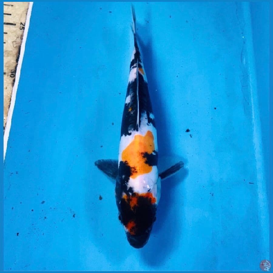 showa doitsu, 20 cm