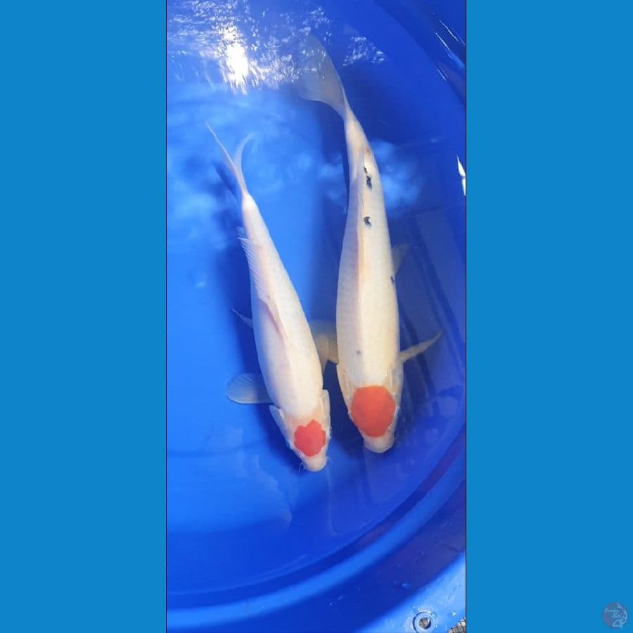 tancho 32cm & 39cm