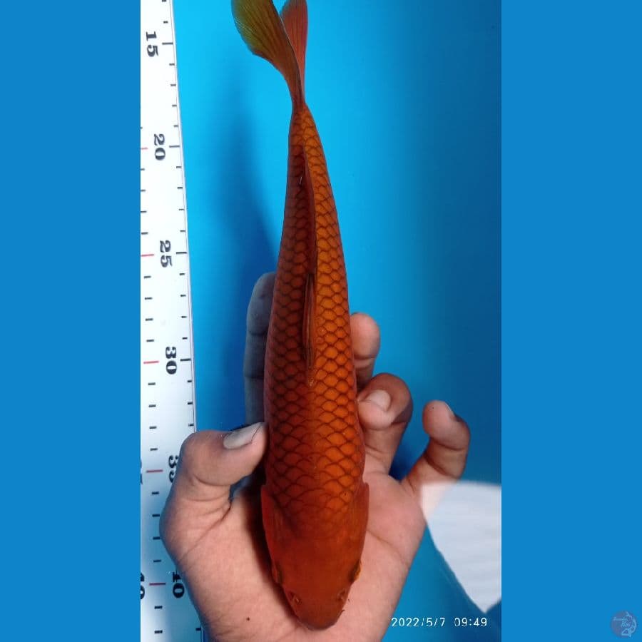 CHAGOI ~ 25 CM