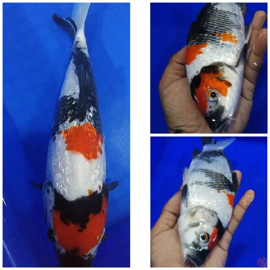 _SNI04_ maruten showa ginrin 25cm/fm