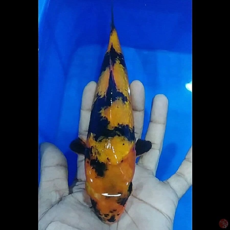 _SNI05_ ki utsuri ginrin 25bu/uncek
