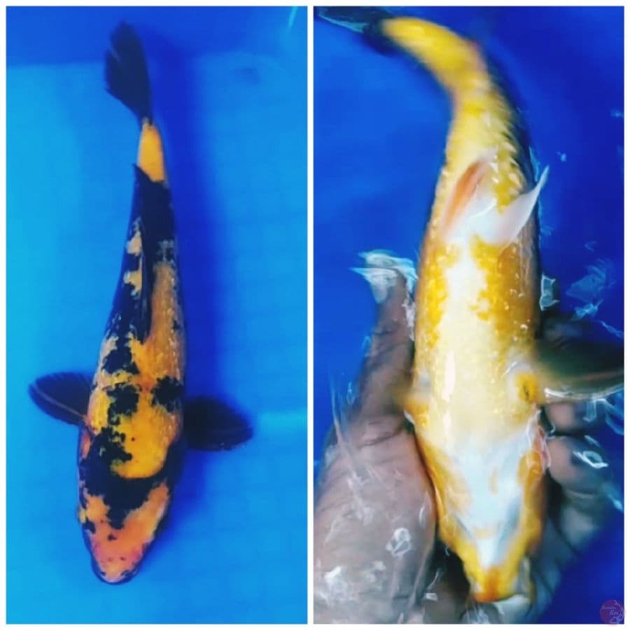 _SNI06_ KI utsuri ginrin 25cm/uncek