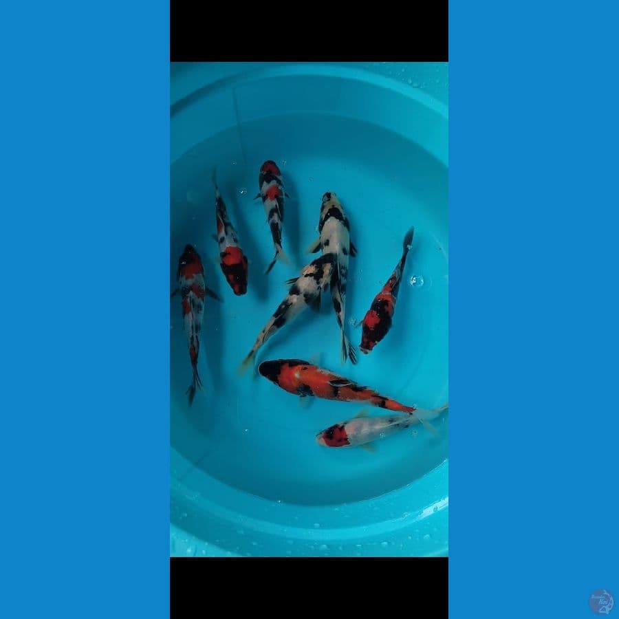 showa shiro 7ekor 15-20cm josss