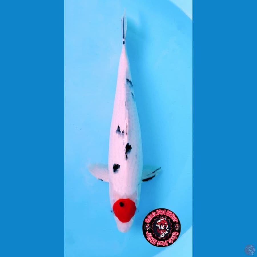 tancho sanke jantan 40 cm