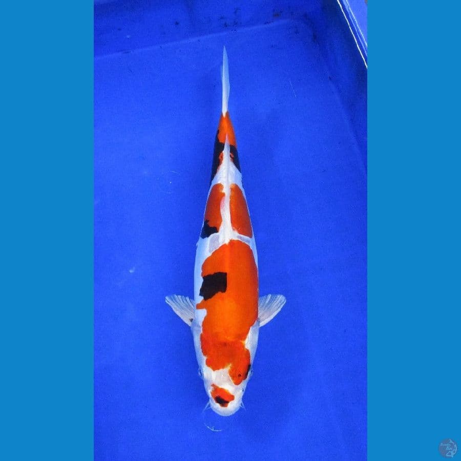 showa doitsu hikari ±36cm