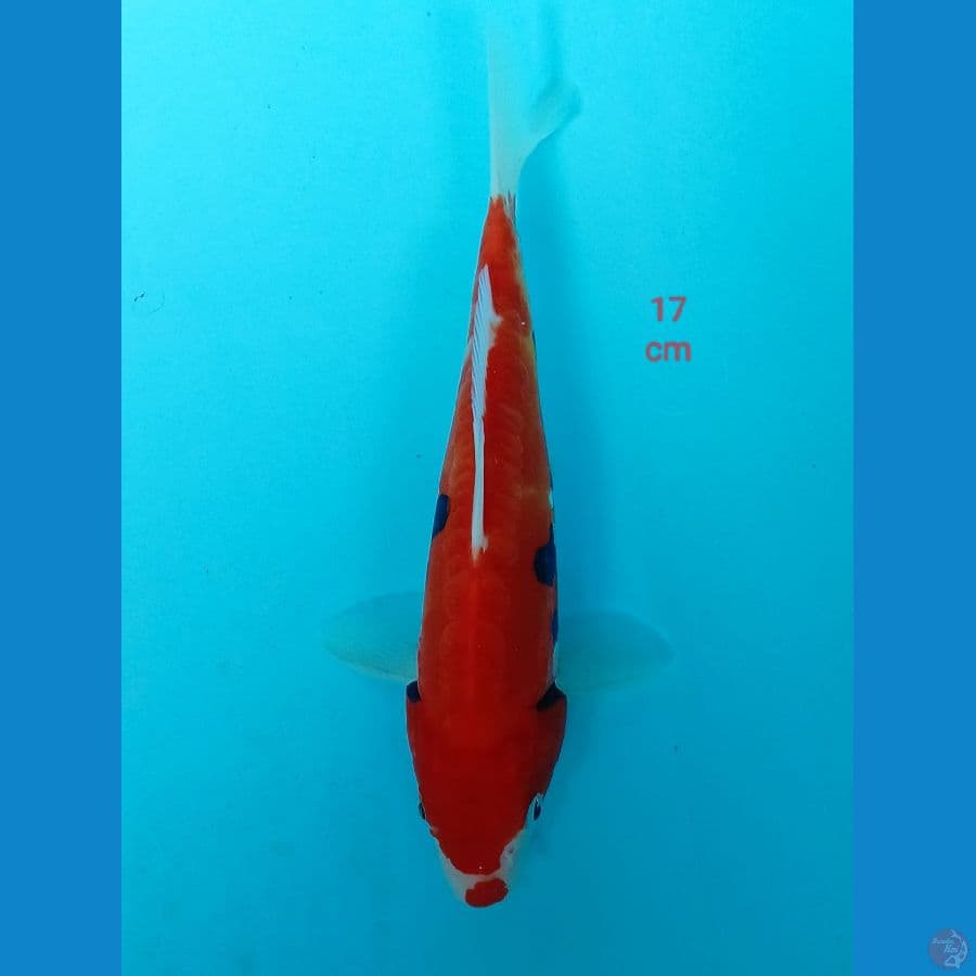 Benykumon 17 cm