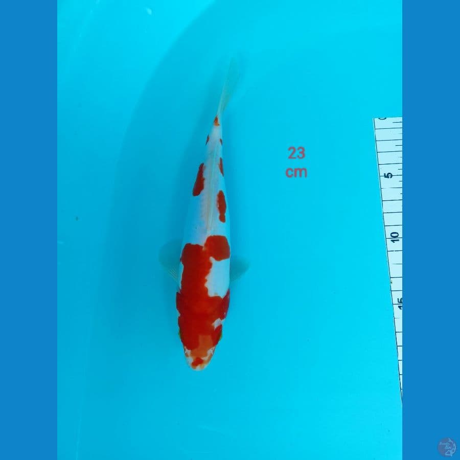 kohakhu doitsu 23 cm