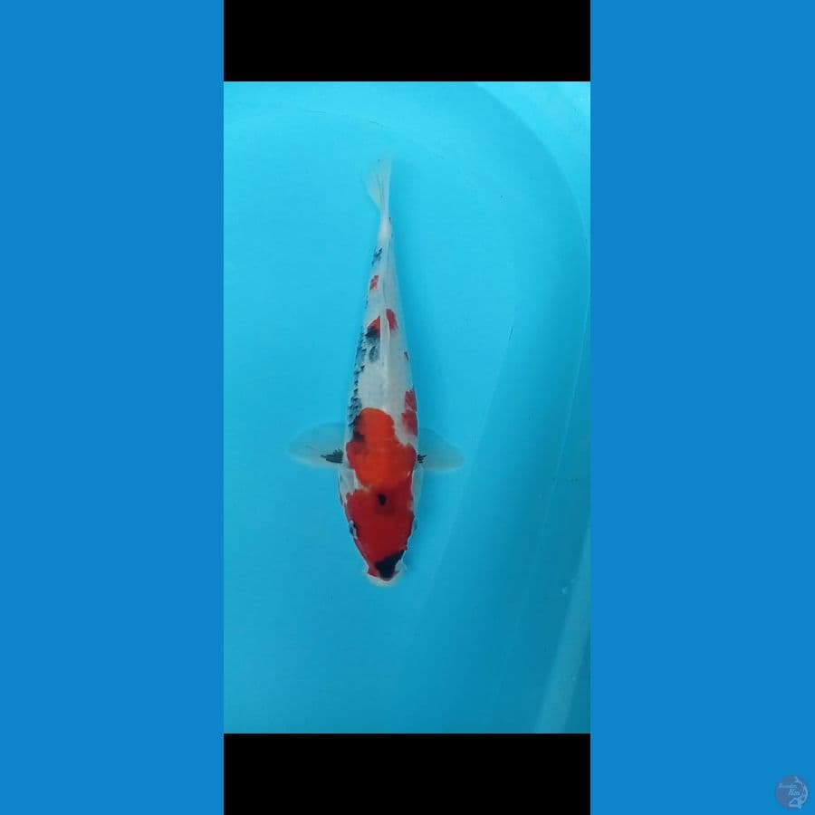 showa 35cm