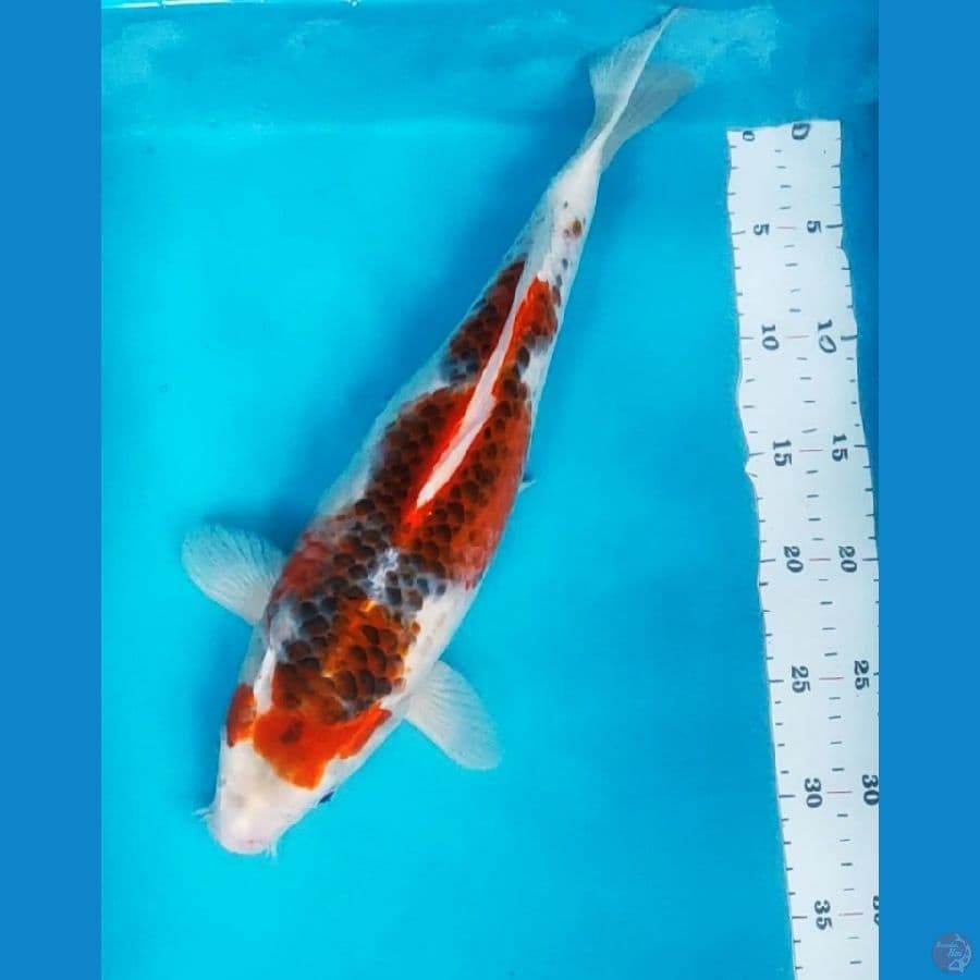 goshiki 38cm bulky fm