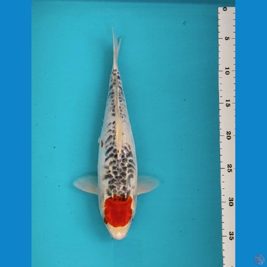 tancho 30cm