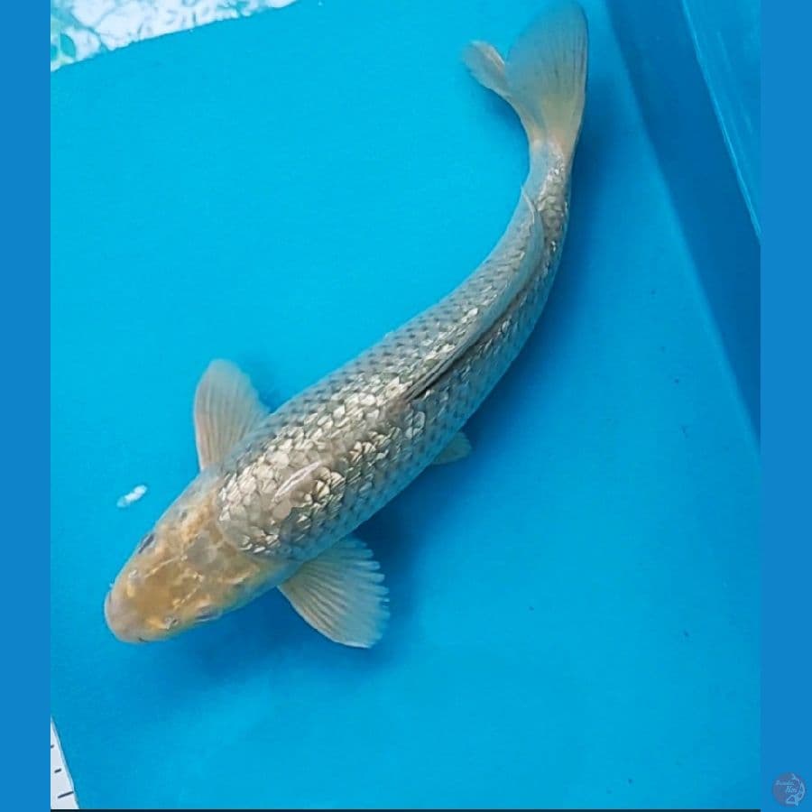 soragoi ginrin 30cm