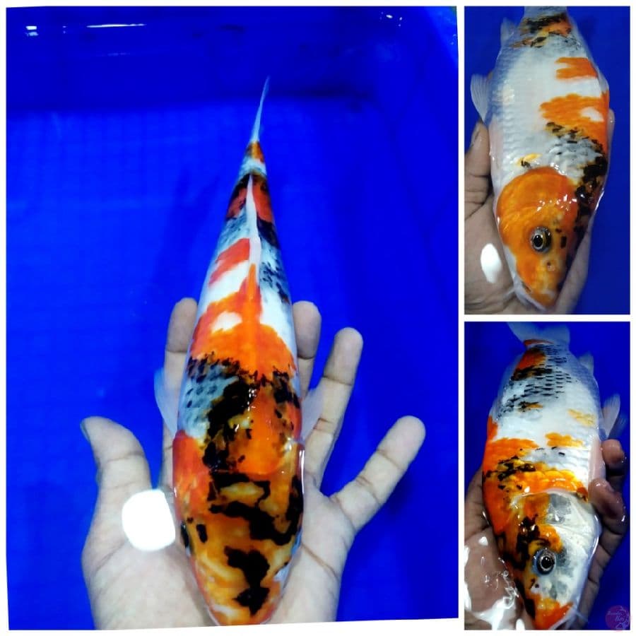 _SN1_ bahan bangunan showa punuk
