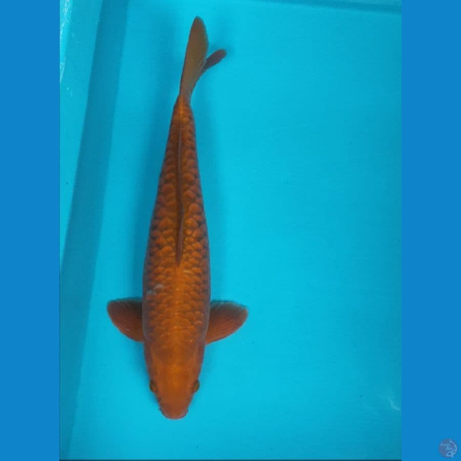 chagoi aragoke strong 38cm male