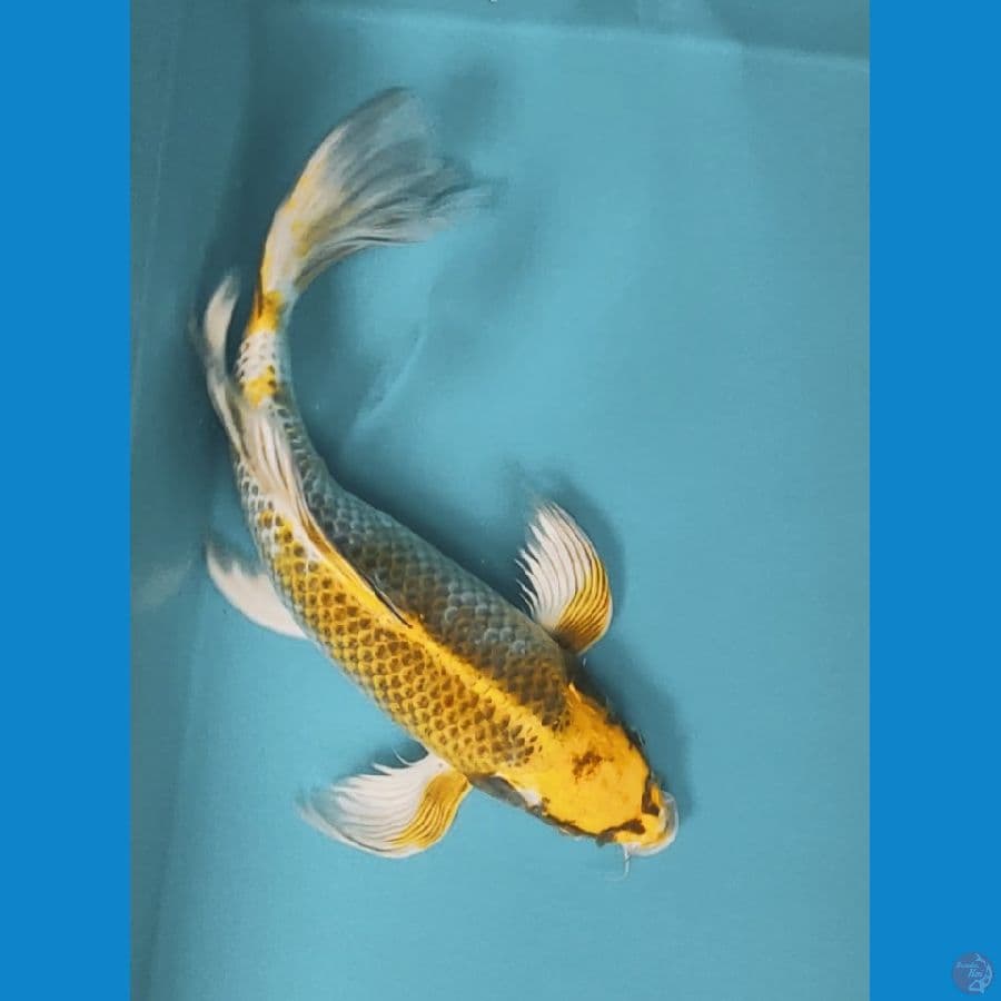 kumpay hikarimoyo 37cm