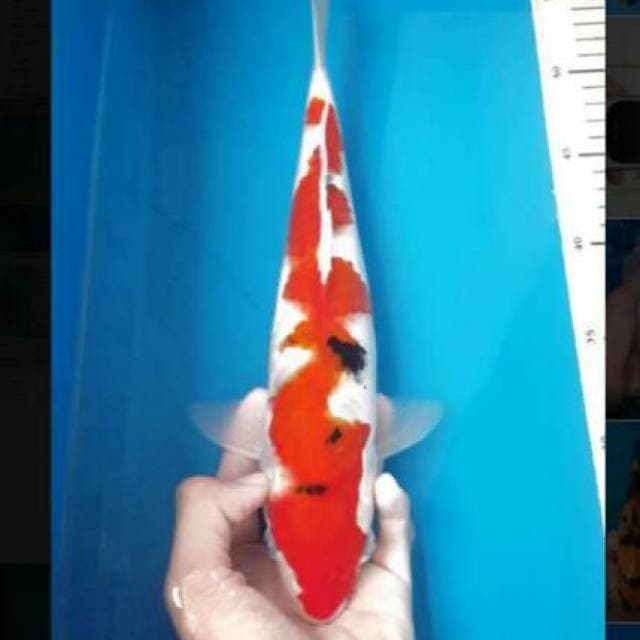 Sanke inazuma 40cm