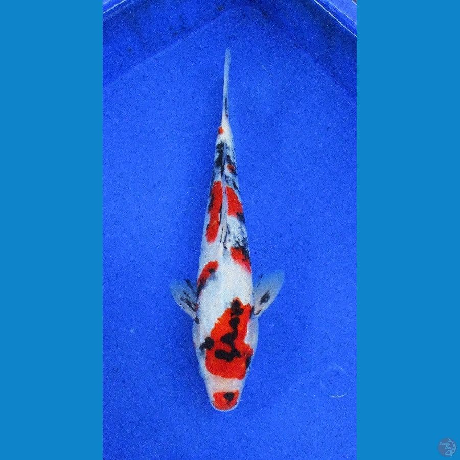showa ±35cm