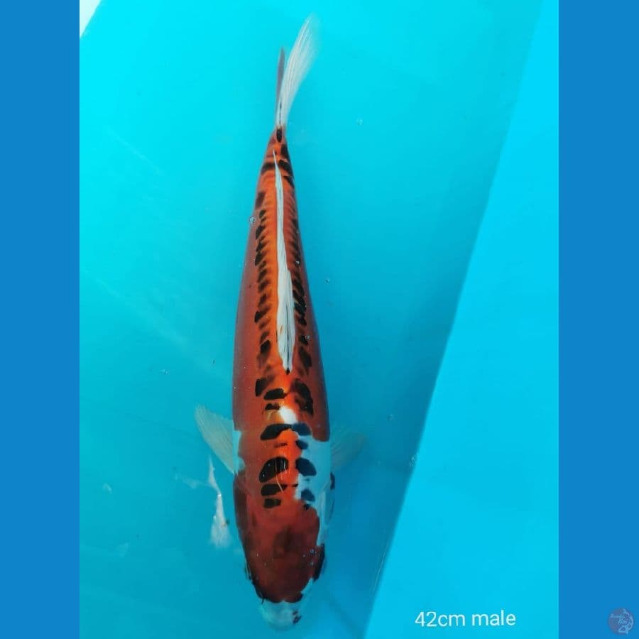Kiko 42 cm