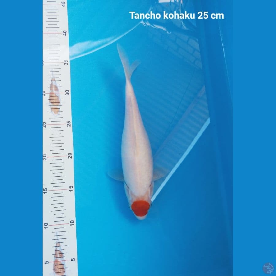 Tancho kohaku