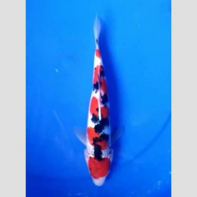 Sanke Super Show quality 30cm