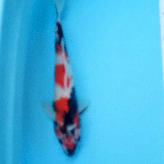 Showa 32 cm