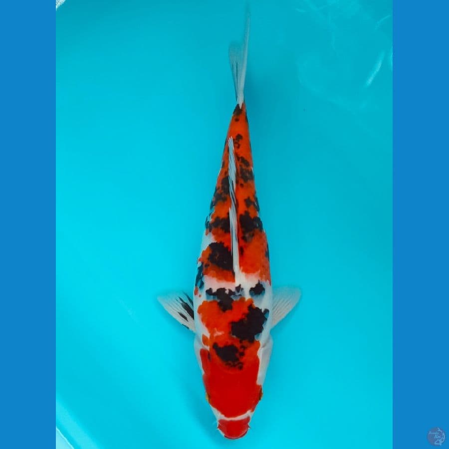 Sanke Kucibeni Strong - 35Cm