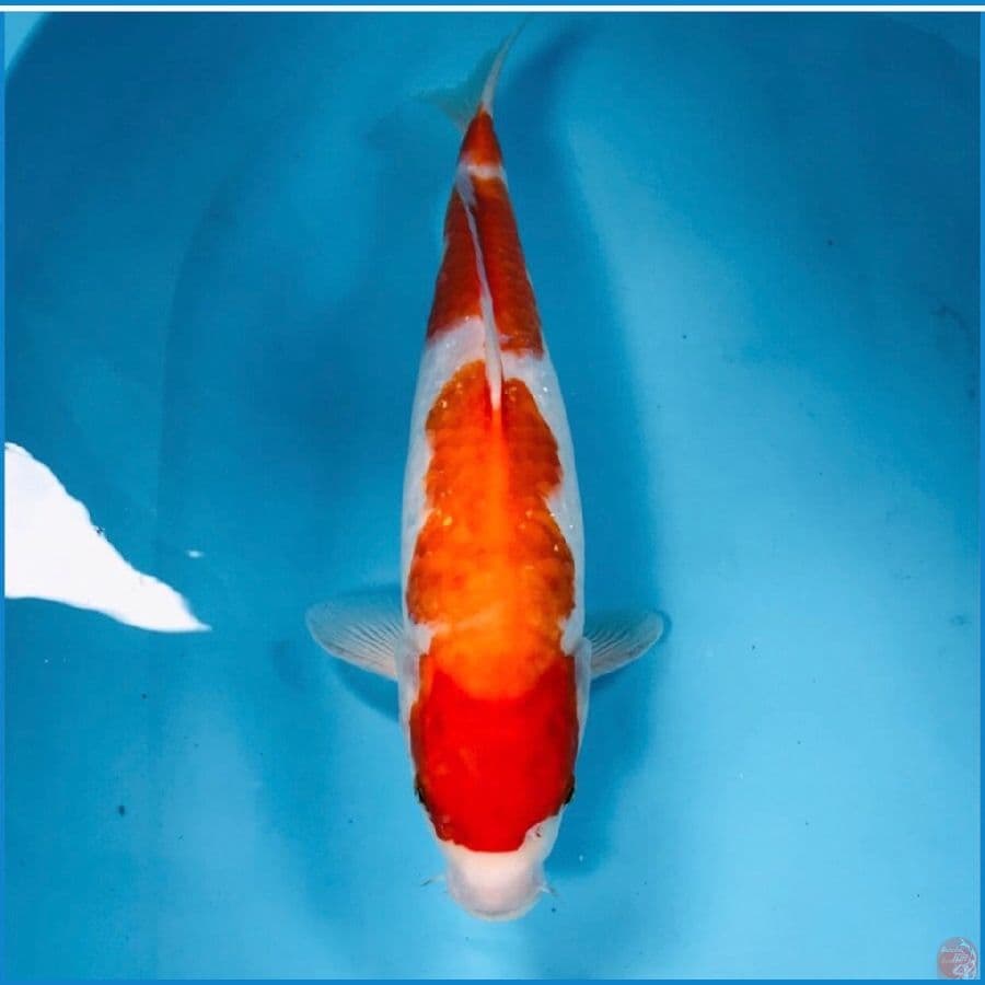 kohaku, 35 cm