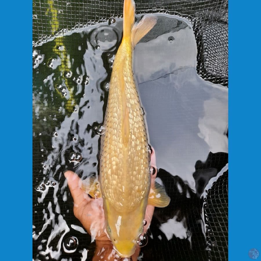 midori ginrin male 30 cm munuk