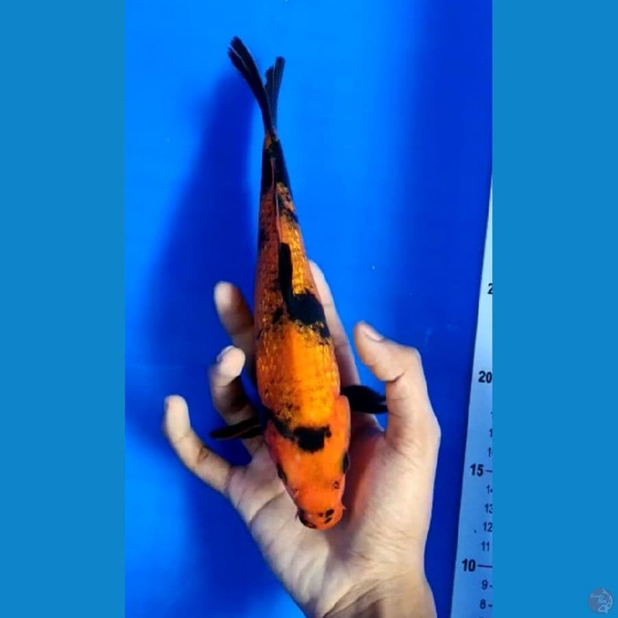 HI UTSURI TEMBUS 24 CM