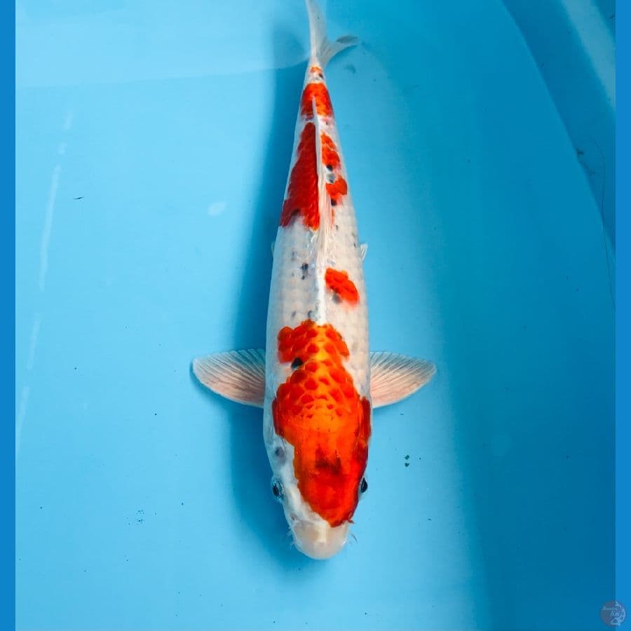 sakura ogon, male 32 cm