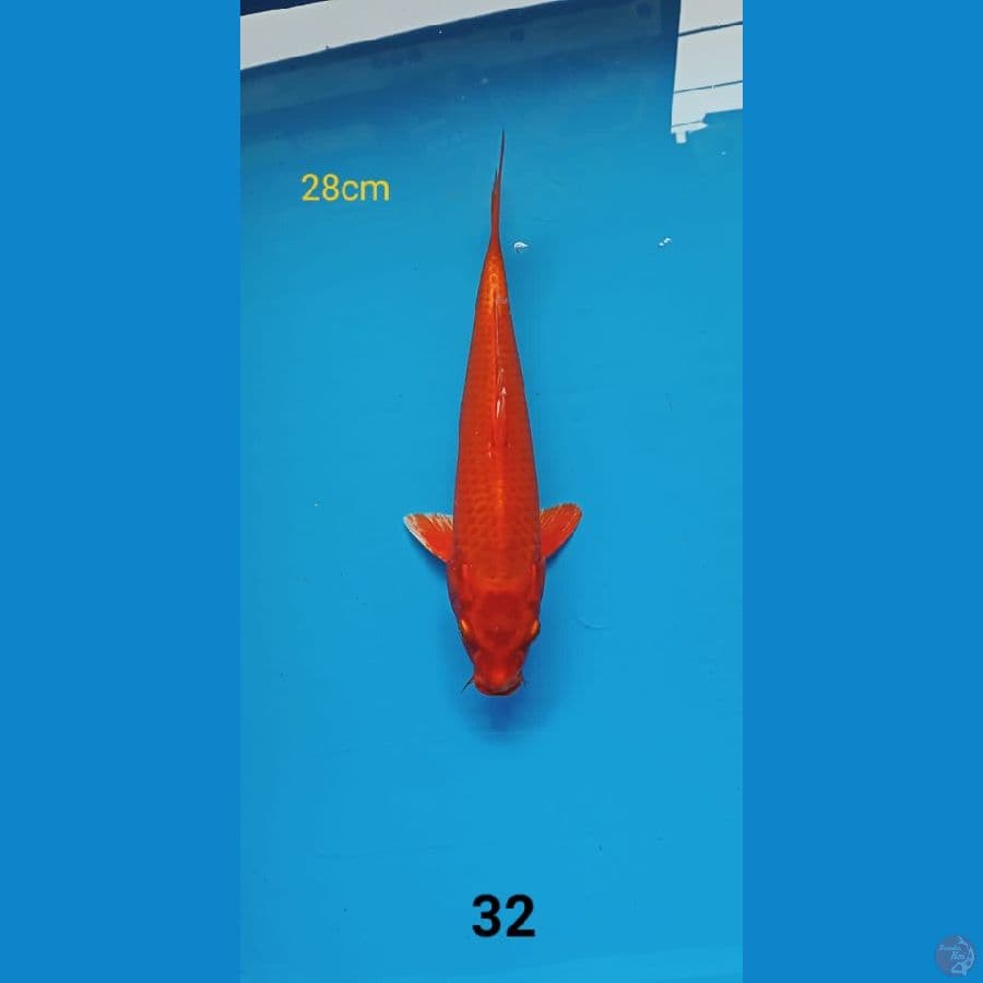 ogon 28cm
