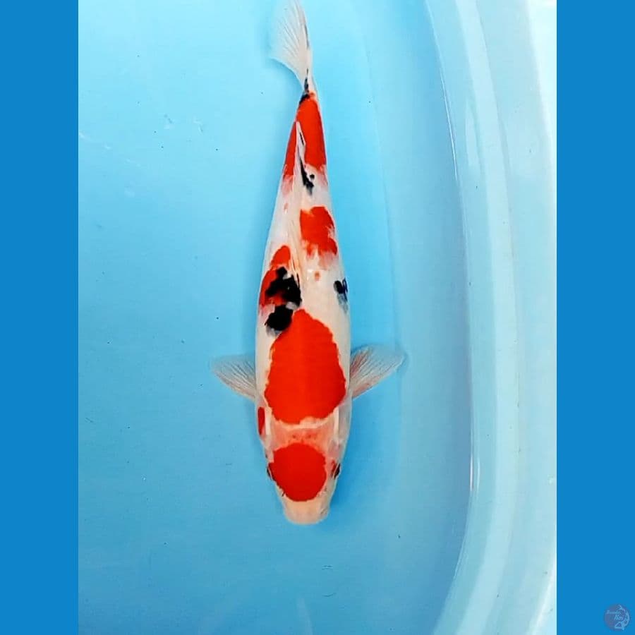 maruten sanke 39 cm