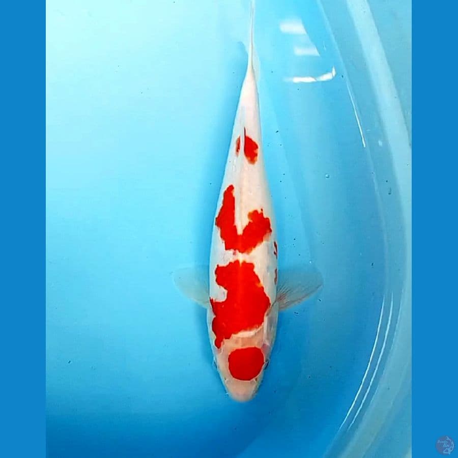 maruten kohaku strong 33 cm