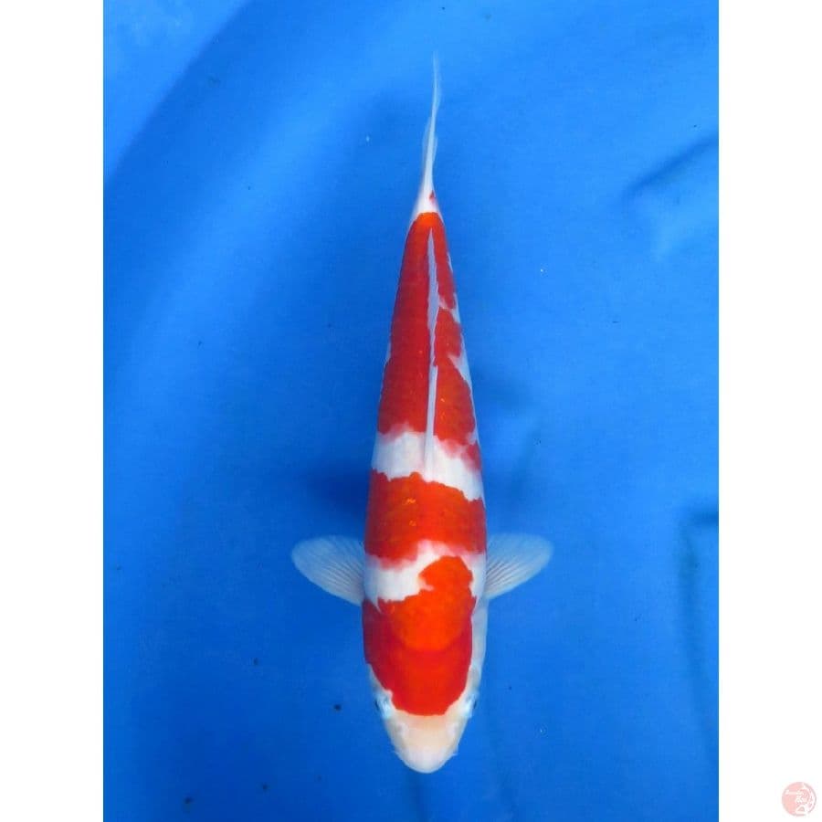 33cm , Red Male Kohaku