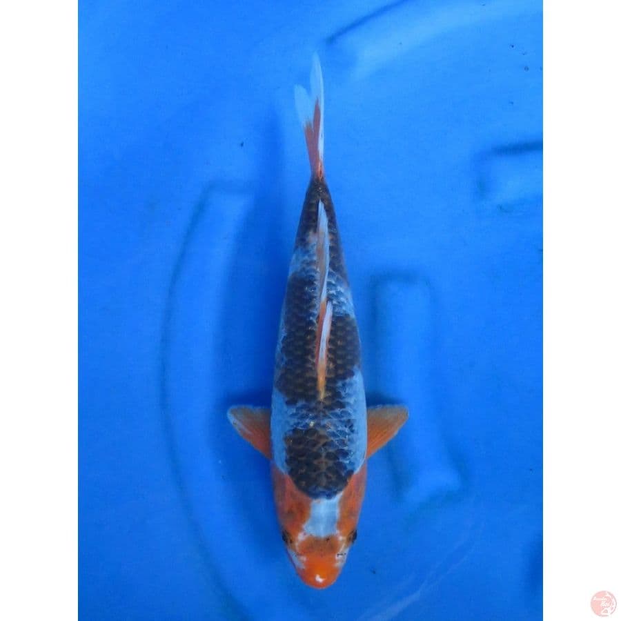 35cm , Unique Asagi Pola
