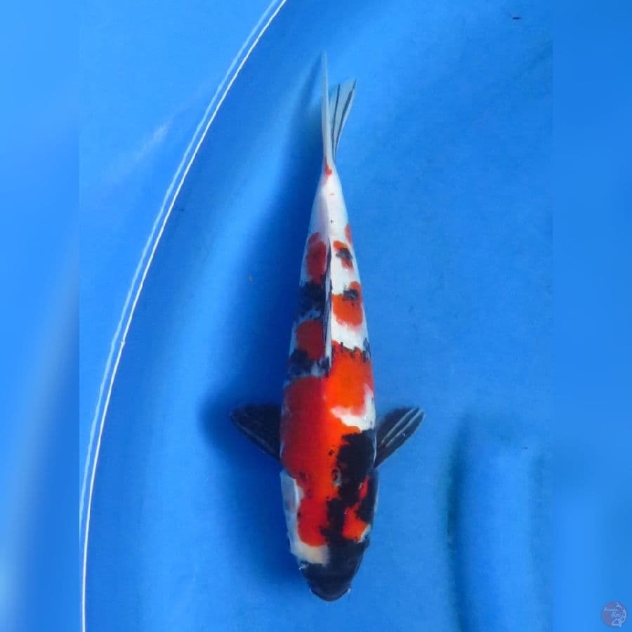 29cm - Red Showa Jantan