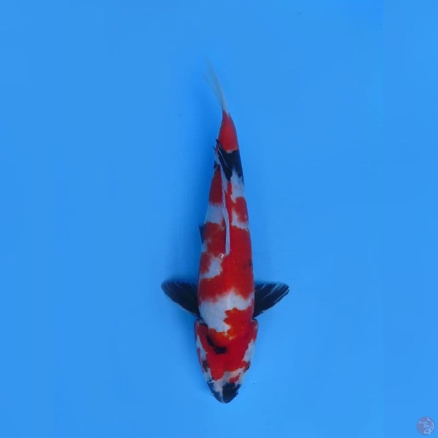31cm - Sakura Showa