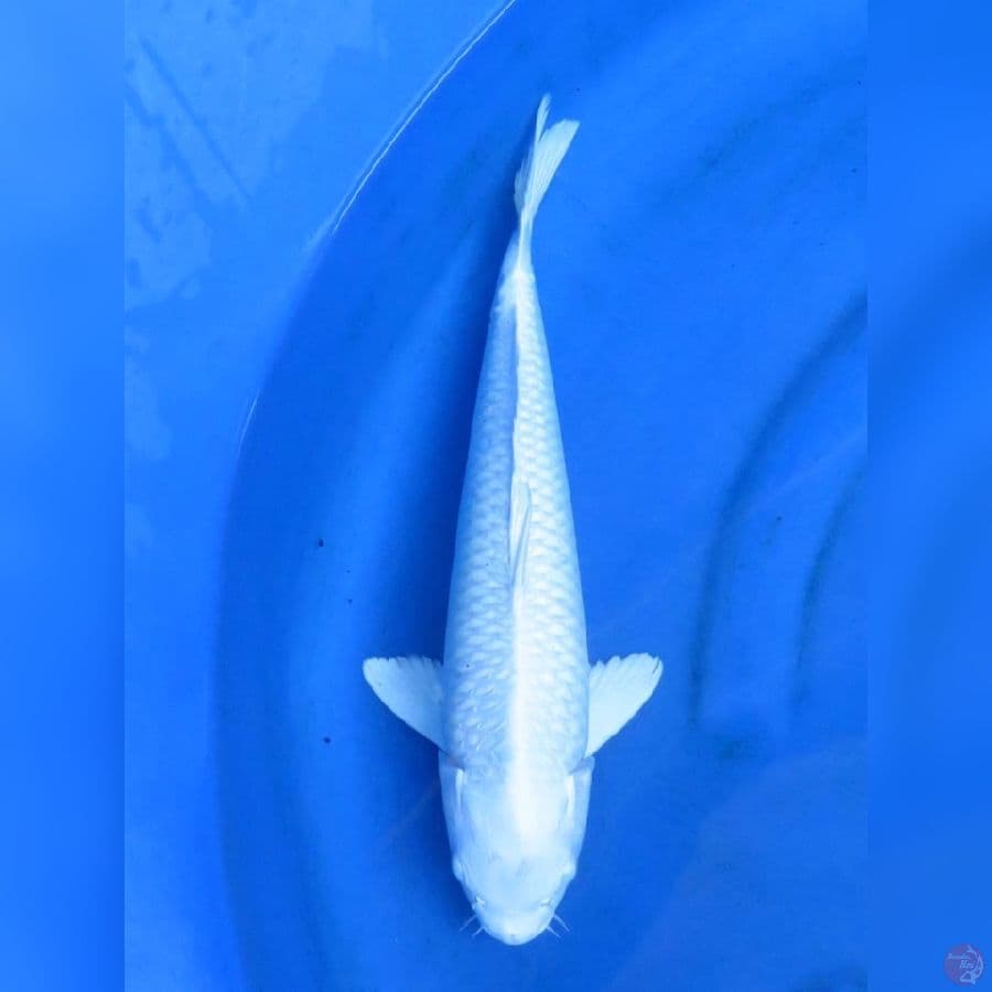 39cm - Platinum No bocor