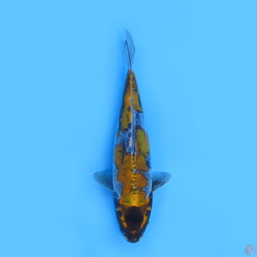 37cm - Benikikoryu