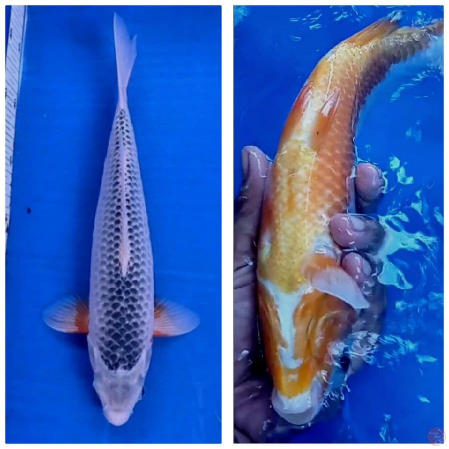 asagi 32 cm