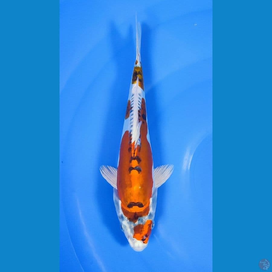 kikokuryu... 23cm