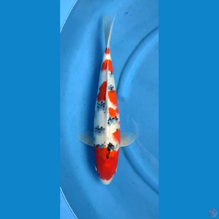 sanke subosumi 48 cm originall