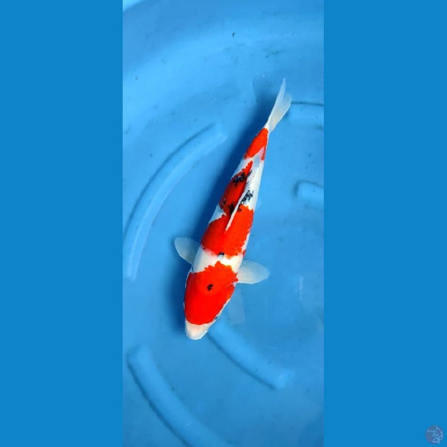 sanke original 45 bu