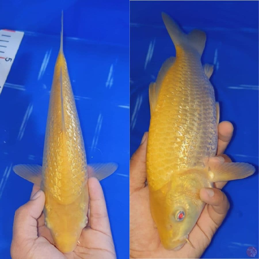 Karasi Ginrin Joss 27cm