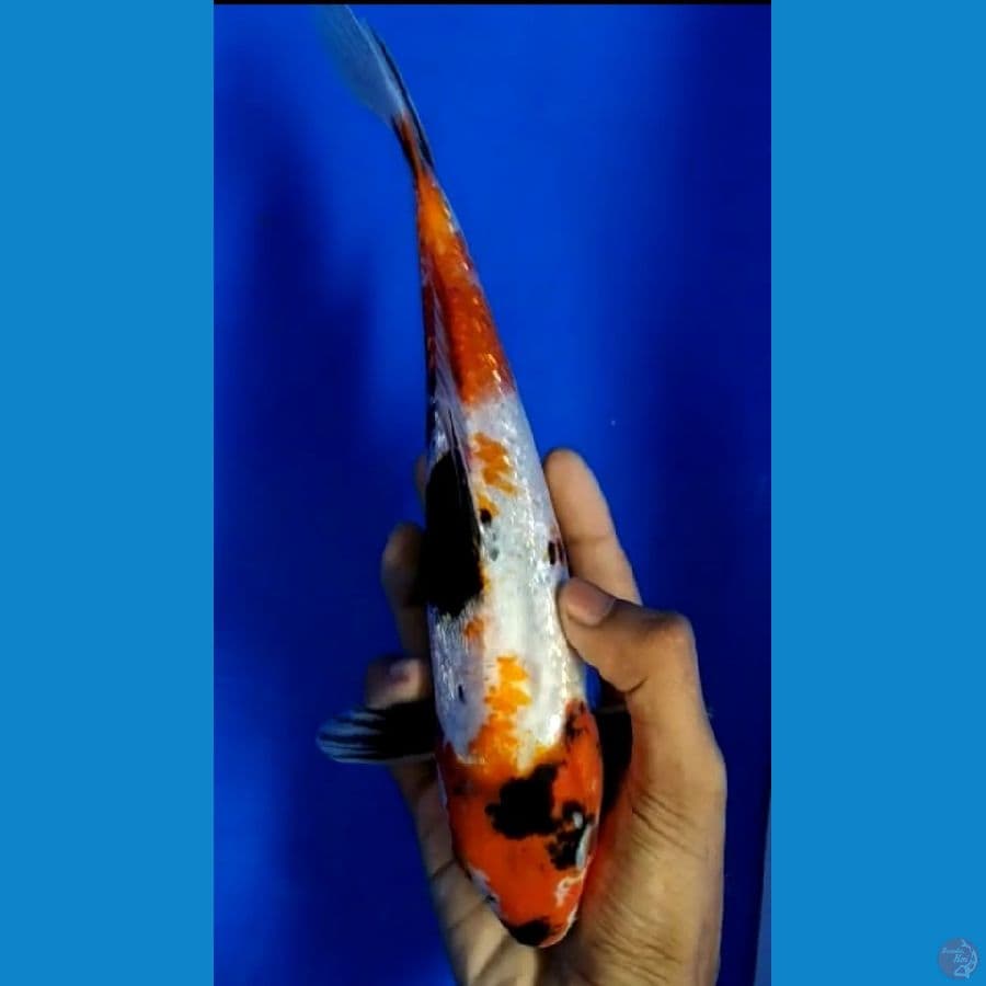 SHOWA FULL GINRIN 26 CM