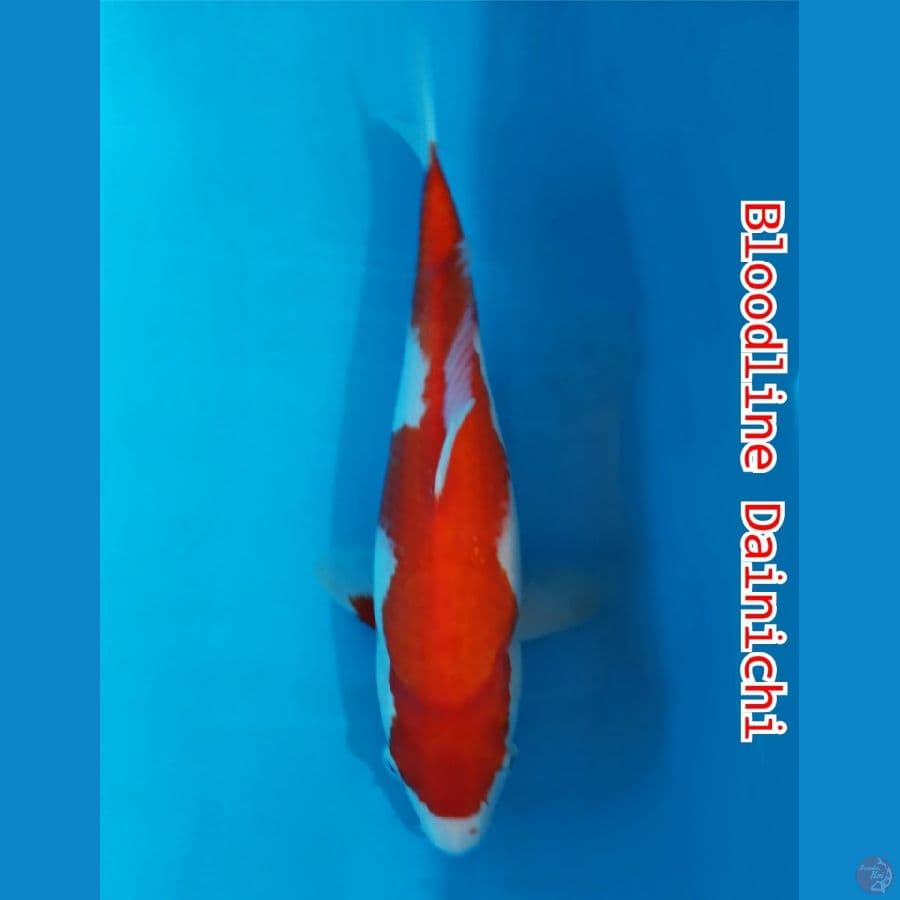Kohaku bl.Dainichi