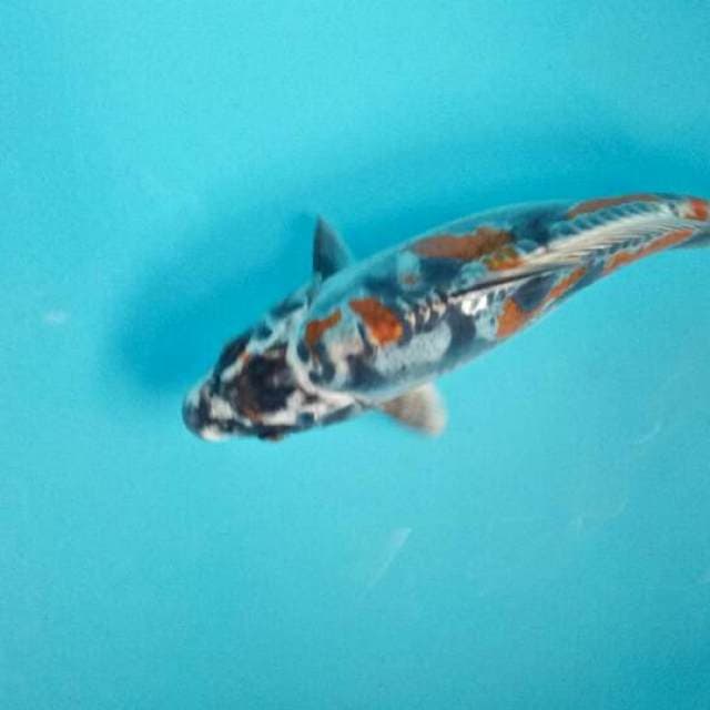 Kiko 20cm female