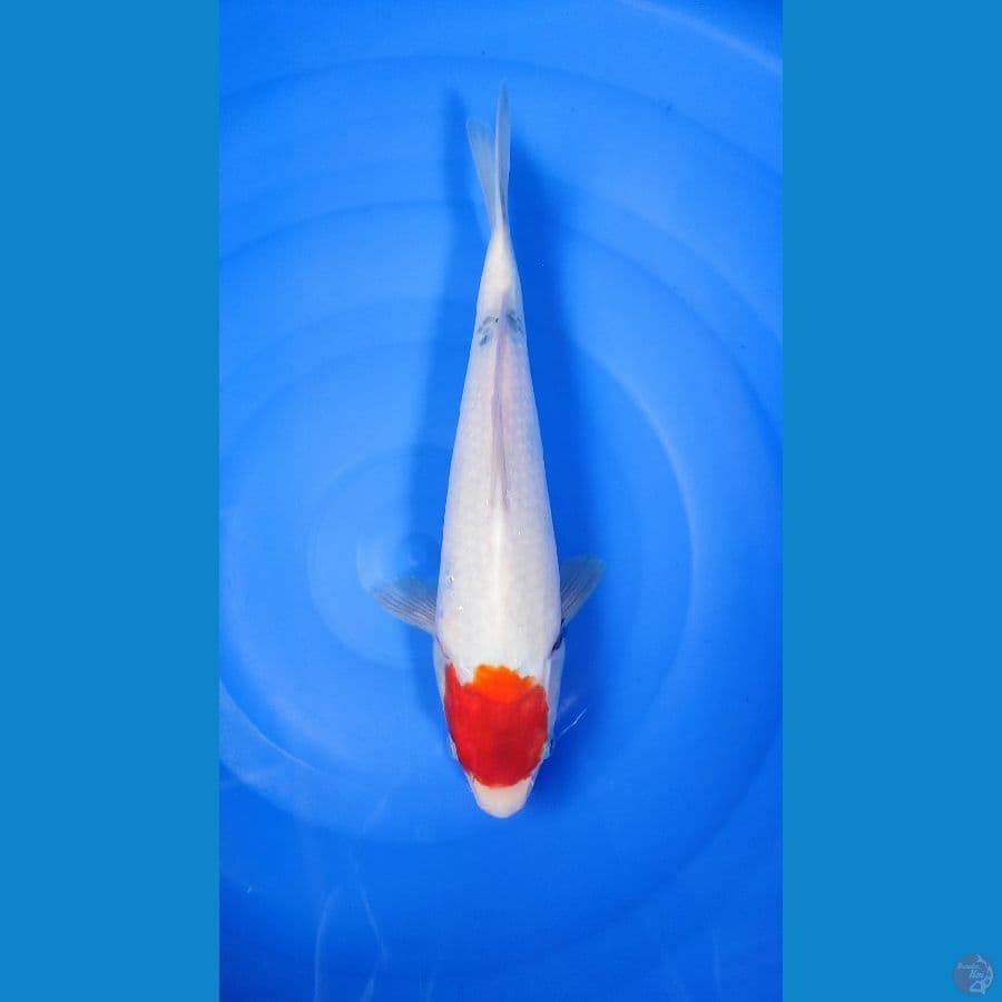 tancho female 33cm