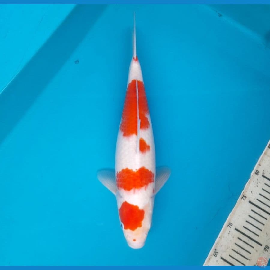 Kohaku 37cm Female