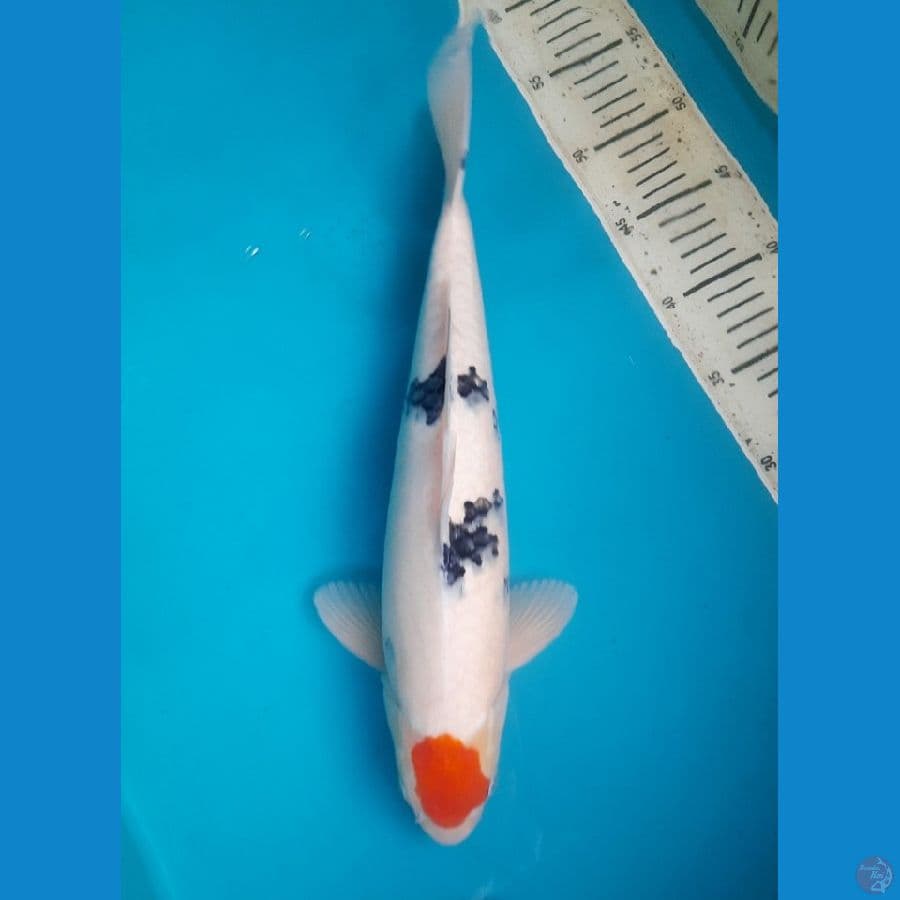 Tancho sanke 40cm Male